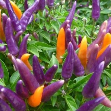 Перец острый Фитилек (Семена Аэлита)