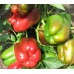 Перец сладкий Кубышка (Семена Аэлита)