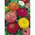 Цинния Клеопатра F1, смесь (Семена Аэлита)