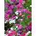 Флокс друммонда Каприз, смесь (Семена Аэлита)