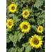 Подсолнечник декоративный Золушка (Семена Аэлита)