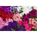 Петуния многоцветковая Ковровая дорожка, смесь 0,1г (Аэлита)