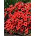 Петуния Джоконда ярко-алая F1 (Семена Аэлита)