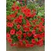 Петуния Водопадия красная F1 (Семена Аэлита)