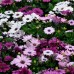 Остеоспермум карликовый Звездное сияние смесь, 10 семян (серия Цветущий балкон - Аэлита)