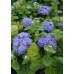 Агератум мексиканский Голубой шар (Семена Аэлита)