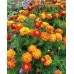 Бархатцы отклоненные София, смесь (Семена Аэлита)