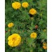 Бархатцы прямостоячие Золотой великан (Семена Аэлита)