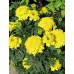 Бархатцы прямостоячие Хризантема лимон (Семена Аэлита)