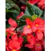 Бегония Император красная F1 (Семена Аэлита)