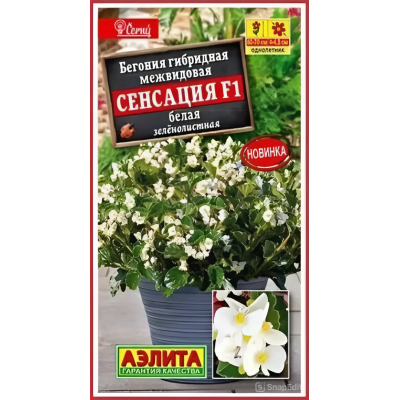 Бегония Сенсация белая зеленолистная F1 (Семена Аэлита)