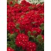 Вербена гибридная Румба (Семена Аэлита)