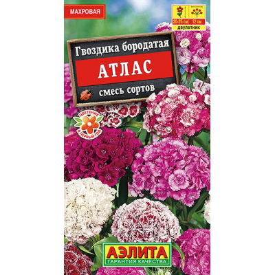 Гвоздика бородатая Атлас, смесь (Семена Аэлита)