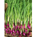 Лук на зелень Красный пучок многолетний 0,3г (Аэлита) -2шт