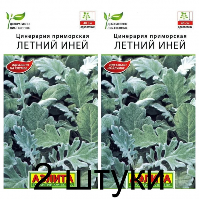 Цинерария приморская Летний иней (Семена Аэлита) - 2 штуки
