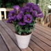 Эустома Балконная фиолетовая F1, 5 семян (серия Цветущий балкон - Аэлита) -2шт