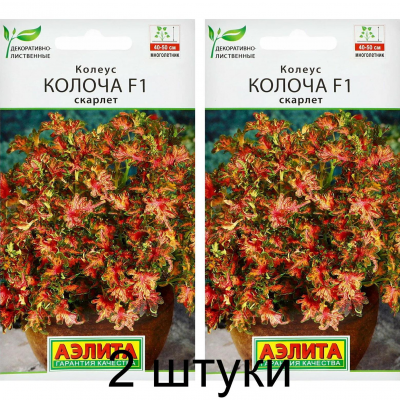 Колеус Колоча Скарлет F1, 5 семян (Сerny Seed, Аэлита) -2шт