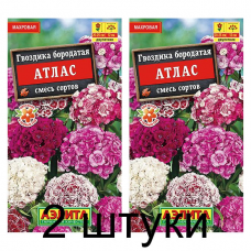 Гвоздика бородатая Атлас, смесь (Семена Аэлита) - 2 штуки