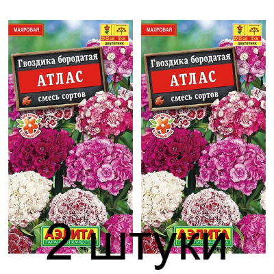 Гвоздика бородатая Атлас, смесь (Семена Аэлита) - 2 штуки