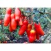 Томат кистевой Дрова красные, 20 семян (серия Суперхит 21 века - Аэлита) -2шт