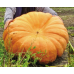 Тыква-гигант Небывалый размах (Семена Аэлита) - 2 штуки