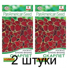 Колеус блюме Визард скарлет (Семена Аэлита) - 2 штуки