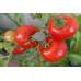 Томат для открытого грунта Морозко 0,2г (серия Северяне - Аэлита) -2шт