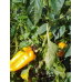Перец сладкий Рыжий хвост, 20 семян (Аэлита) -2шт