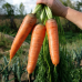Морковь Канада F1, семена на ленте, 8 метров (Аэлита) - 2 штуки