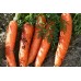Морковь Канада F1, семена на ленте, 8 метров (Аэлита) - 2 штуки