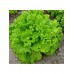 Салат Изумрудное кружево листовой 0,5г (семена Агроуспех)