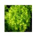Салат Изумрудное кружево листовой 0,5г (семена Агроуспех)