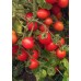 Томат черри Дюймовочка 0,1г (семена Агроуспех)
