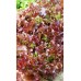 Салат листовой Рубин, 1г (семена Агроуспех)