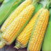 Кукуруза сахарная Медовая принцесса, 4г (Семена Агроуспех)