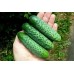 Огурец корнишонный Герман F1, 7 семян (Агроуспех) -2шт