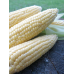 Кукуруза сахарная Белоснежка, 10 семян (Сибирский Сад)