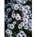 Остеоспермум Небо и Лед (Семена Поиск) 01,г