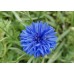 Василек Блю Бол, 1г (Семена Поиск)