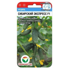 Огурец ультраранний Сибирский экспресс F1, 7 семян (Сибирская селекция)