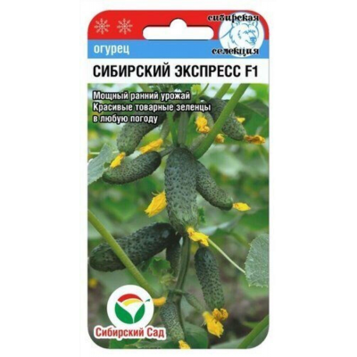 Огурец ультраранний Сибирский экспресс F1, 7 семян (Сибирская селекция)