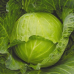 Капуста белокочанная Июньская ультраскороспелая 0,5г (Аэлита)