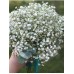 Гипсофила махровая Снежная вьюга 0,05 г (Семена Аэлита)