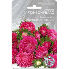 Астра китайская Хризантелла Сбежавшая невеста - 30 семян, (Биотехника)