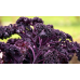 Капуста листовая Кале (Кейл), смесь 0,3г (Семена Аэлита)