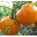 Томат оранжевый Хурма 0,05г (Семена Алтая)