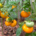Томат оранжевый Хурма 0,05г (Семена Алтая)