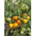 Томат комнатный Оранжевая кнопка 20шт (Семена Аэлита)