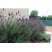 Лаванда Фрагрант Баттерфляй, 20 семян (Семена ПОИСК)
