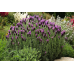 Лаванда Фрагрант Баттерфляй, 20 семян (Семена ПОИСК)